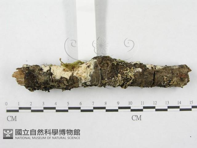 絲皮菌屬藏品圖，第3張