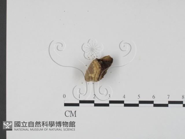 登錄號:F0013918藏品圖，第3張