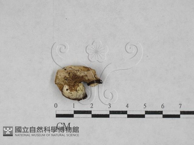 登錄號:F0028618藏品圖，第3張
