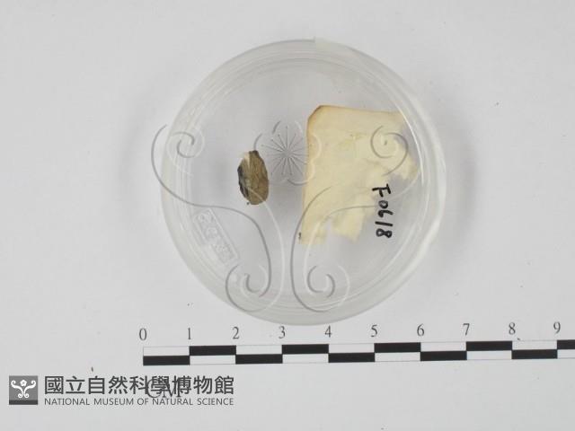 登錄號:F0000618藏品圖，第3張