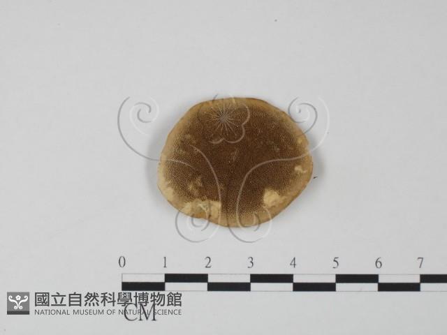 登錄號:F0006618藏品圖，第3張