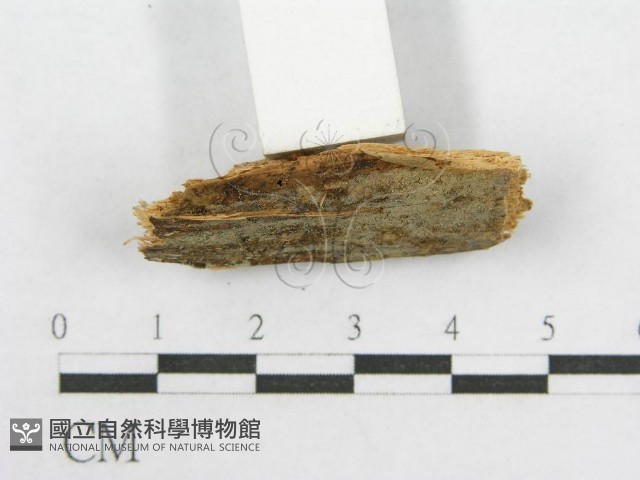 登錄號:F0016618藏品圖，第3張