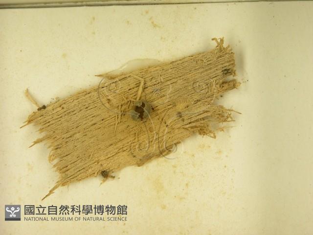 登錄號:F0021618藏品圖，第3張