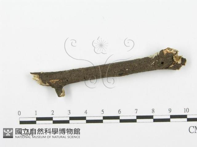 登錄號:F0001618藏品圖，第3張
