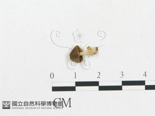 登錄號:F0014618藏品圖，第3張