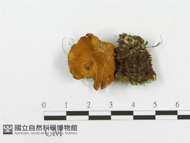 登錄號:F0002618藏品圖，第3張