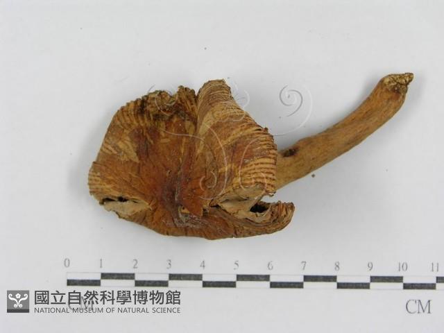 登錄號:F0007618藏品圖，第3張