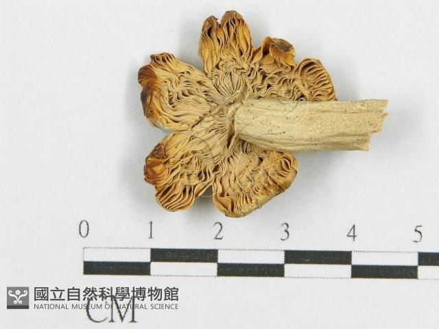 登錄號:F0005618藏品圖，第3張