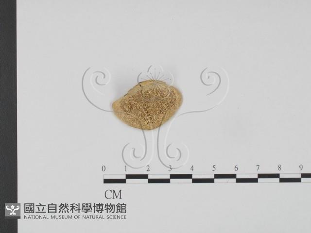 登錄號:F0015618藏品圖，第3張