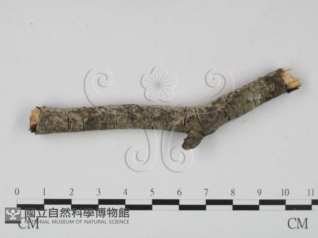 登錄號:F0023618藏品圖，第3張