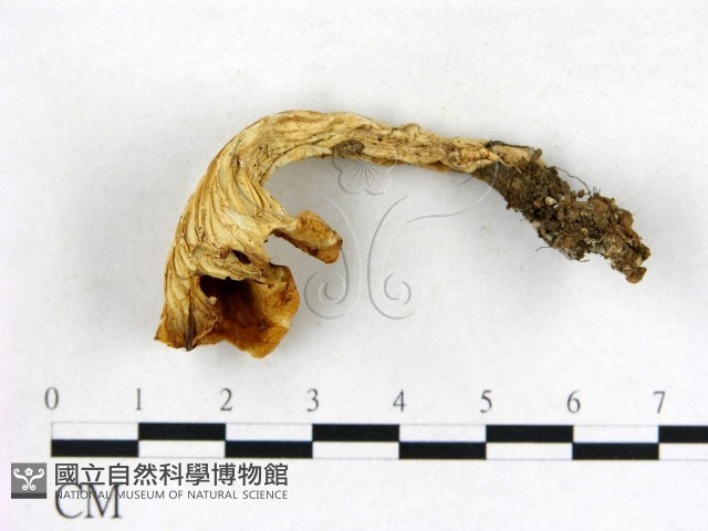 登錄號:F0013618藏品圖，第3張