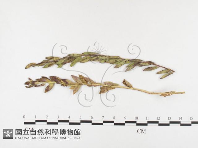 登錄號:F0026418藏品圖，第1張