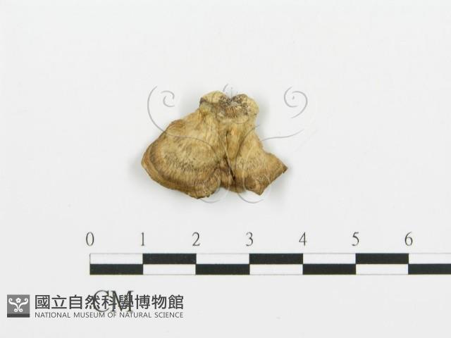 煙管菌藏品圖，第3張