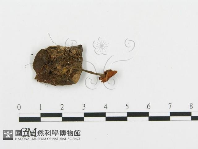 登錄號:F0016418藏品圖，第3張