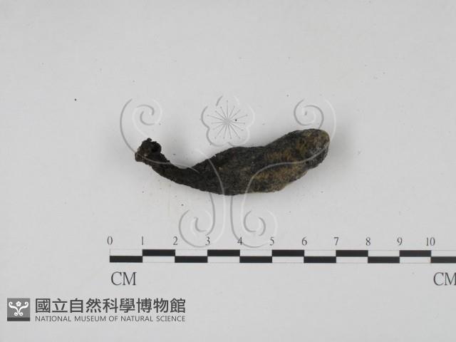 炭角菌屬藏品圖，第3張