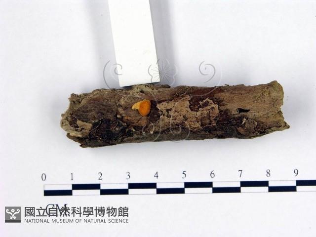登錄號:F0004418藏品圖，第3張