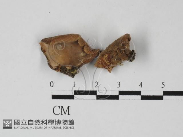 登錄號:F0027418藏品圖，第3張