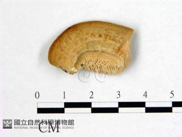 登錄號:F0017418藏品圖，第3張