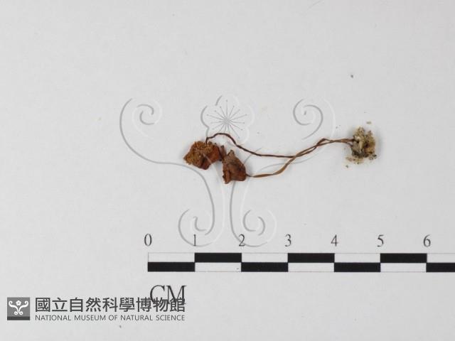登錄號:F0025418藏品圖，第3張