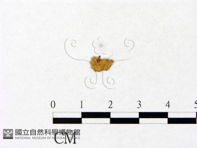 登錄號:F0005418藏品圖，第3張