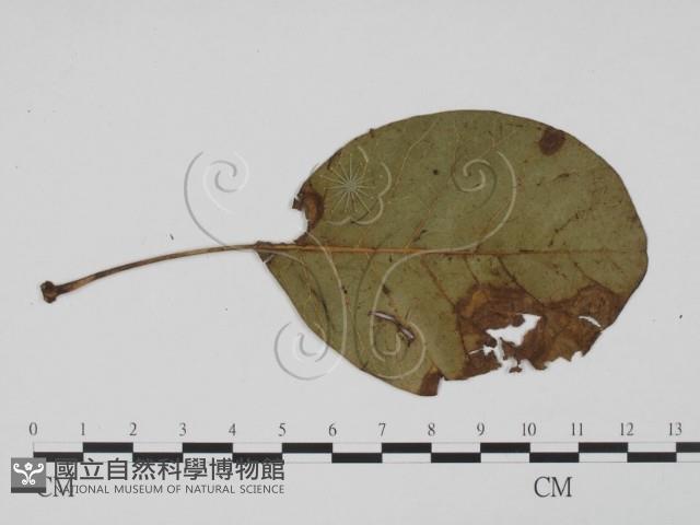 登錄號:F0019418藏品圖，第3張