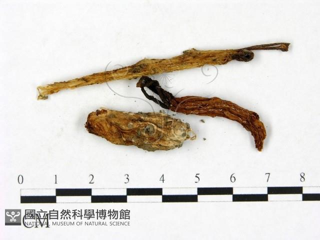 登錄號:F0023418藏品圖，第3張