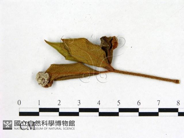 登錄號:F0020718藏品圖，第3張