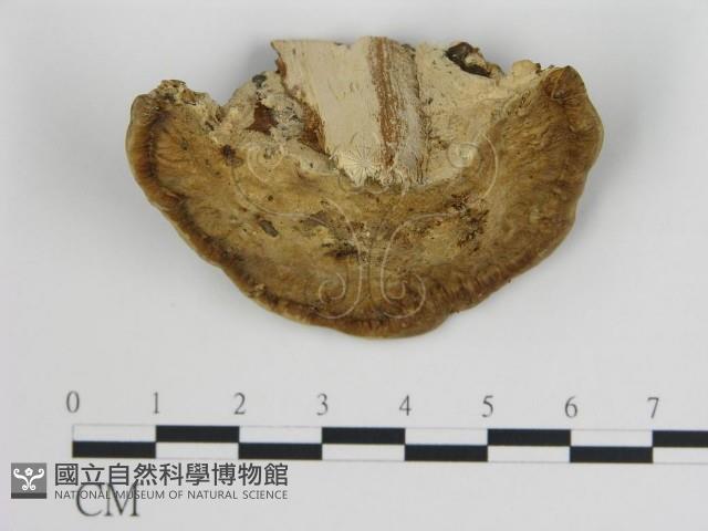 登錄號:F0006718藏品圖，第3張