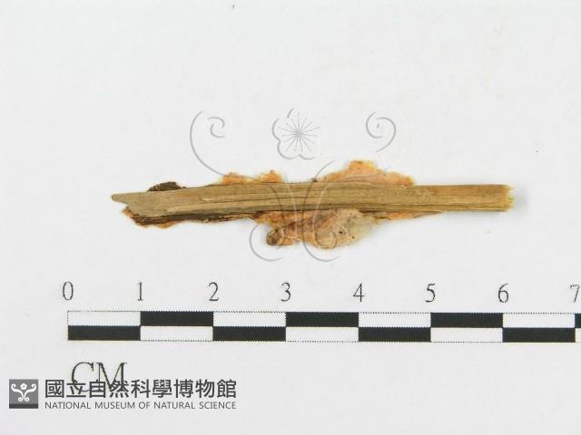 登錄號:F0016718藏品圖，第3張