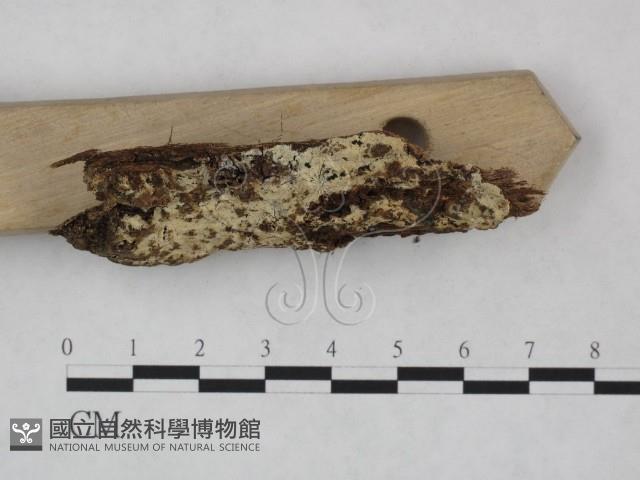 剛毛絲皮菌藏品圖，第3張
