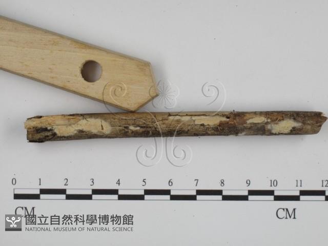 登錄號:F0002718藏品圖，第3張