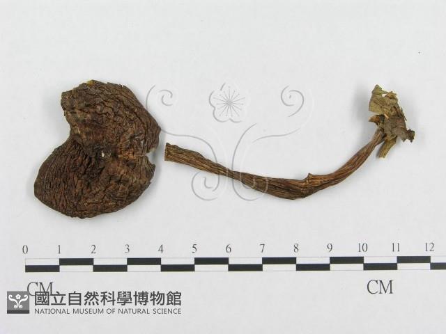 登錄號:F0017718藏品圖，第3張
