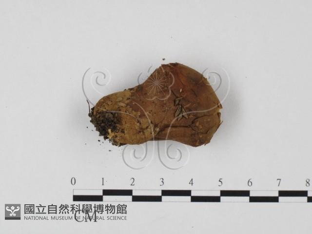 登錄號:F0025718藏品圖，第3張