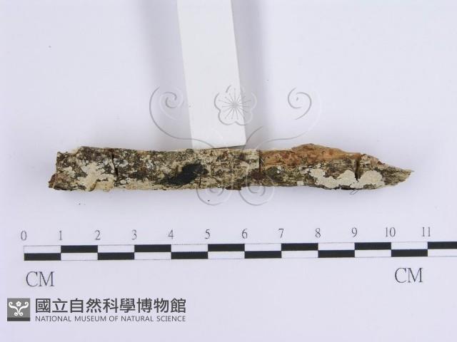 登錄號:F0015718藏品圖，第3張