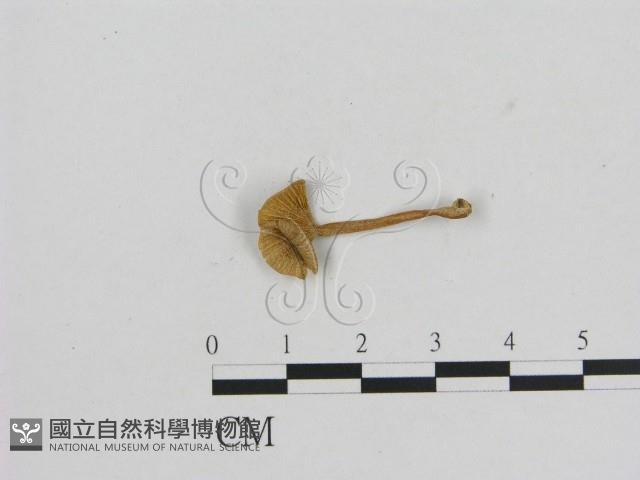 小菇屬藏品圖，第3張