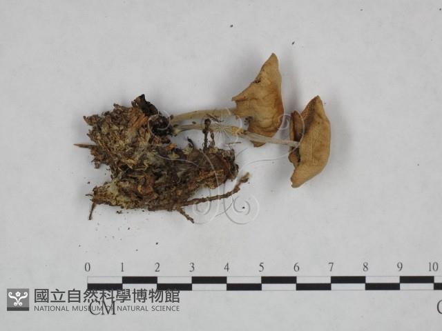 登錄號:F0023718藏品圖，第3張