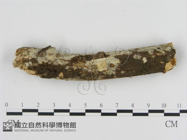 登錄號:F0013718藏品圖，第3張