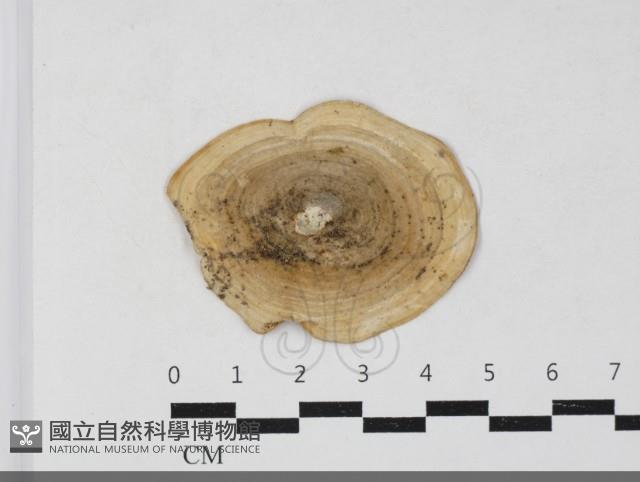 登錄號:F0033718藏品圖，第3張