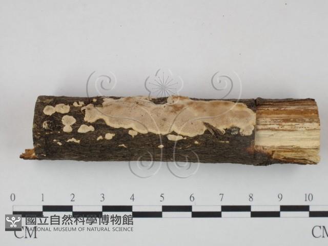 登錄號:F0020518藏品圖，第3張