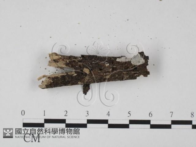 登錄號:F0000518藏品圖，第3張