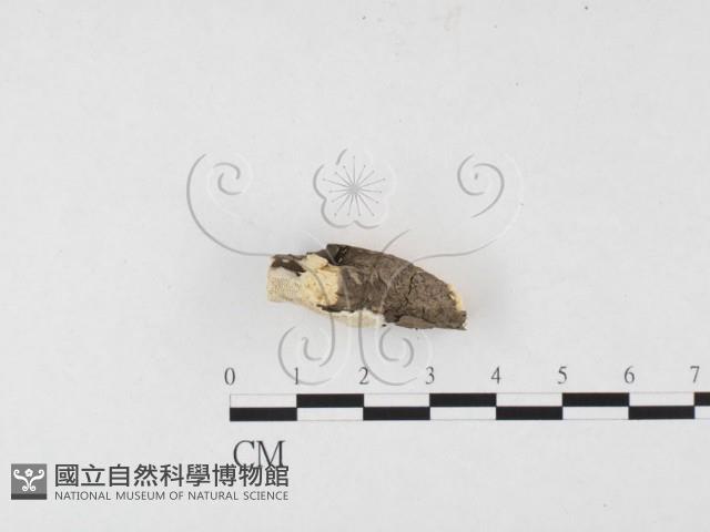 登錄號:F0026518藏品圖，第3張