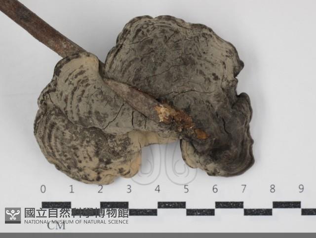 登錄號:F0034518藏品圖，第3張