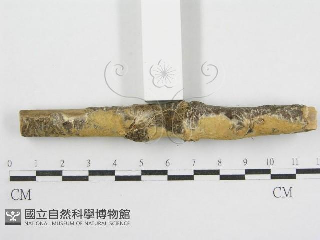 登錄號:F0002518藏品圖，第3張