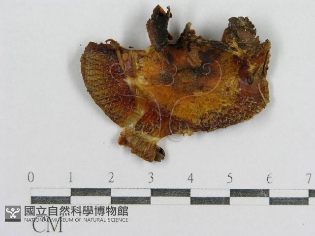 紅菇屬藏品圖，第3張