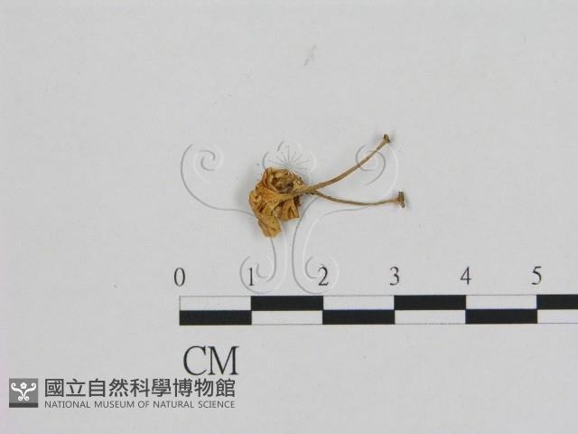 登錄號:F0007518藏品圖，第3張