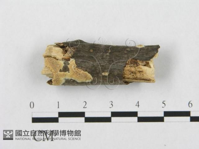登錄號:F0017518藏品圖，第1張