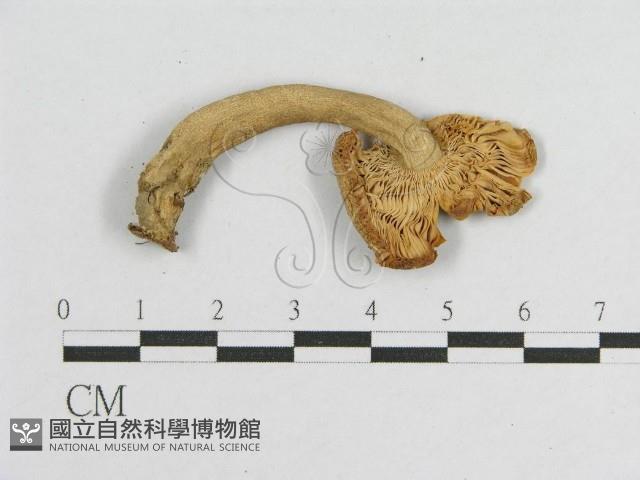 登錄號:F0005518藏品圖，第3張