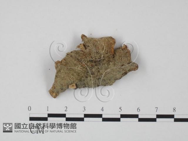 韌革菌屬藏品圖，第3張