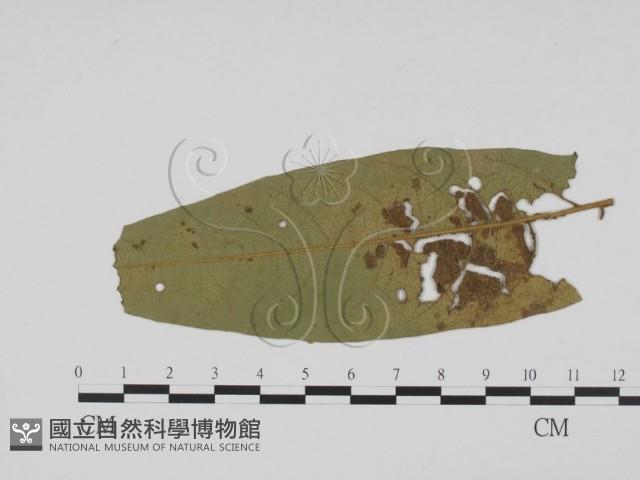 登錄號:F0019518藏品圖，第3張