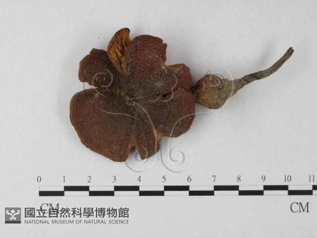 登錄號:F0023518藏品圖，第3張